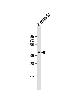 Zebrafish pou5f1 Antibody (Center)