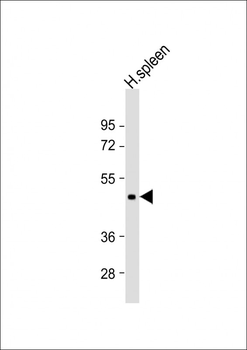 DPEP2 Antibody (N-Term)