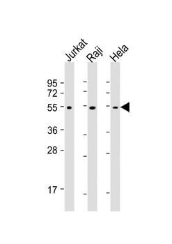 XIAP Antibody