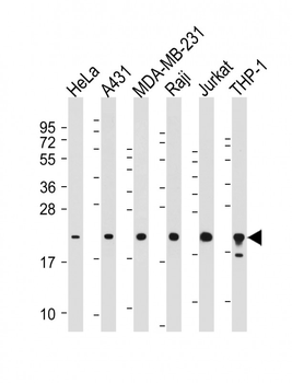 BID Antibody