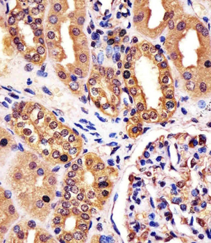 RNF7 Antibody (N-term)