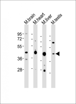 (Mouse) Utf1 Antibody (C-term)