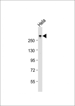 TPR Antibody (C-term)