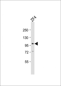 Zebrafish atg9a Antibody (C-Term)