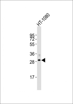 FBXO45 Antibody (N-Term)