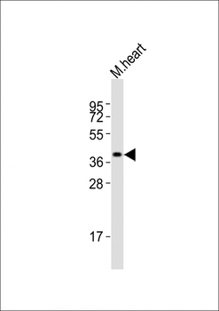 Lefty2 Antibody