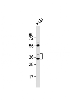 Lefty2 Antibody