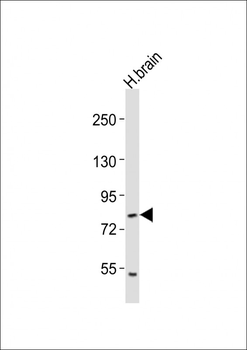 RFX4 Antibody (C-term)