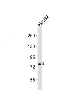 RFX4 Antibody (C-term)