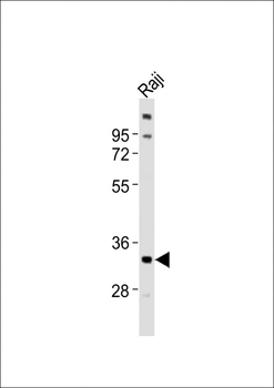 TNFRSF14 Antibody (C-term)