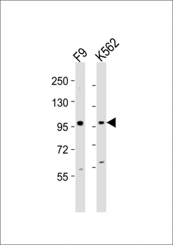 Ezh2 Antibody (Center)