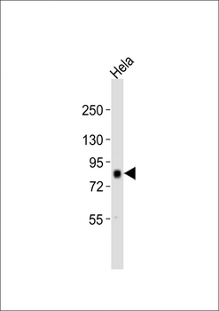 AKAP8 Antibody (Center)