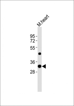 (Mouse) Utf1 Antibody (C-term)