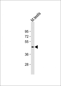 (Mouse) Utf1 Antibody (C-term)