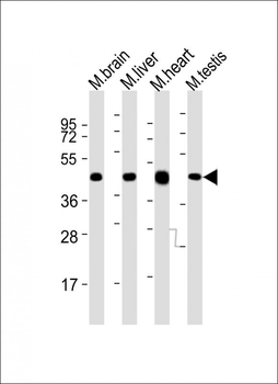(Mouse) Utf1 Antibody (C-term)