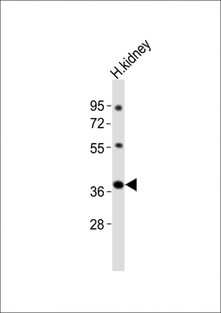 Npy2r Antibody (N-term)