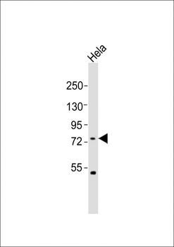 FBXW7 Antibody (N-term)