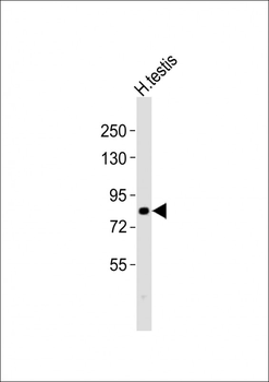 CXXC1 Antibody (C-term)
