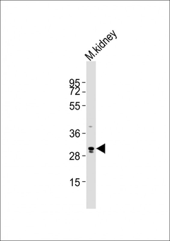 Eras Antibody (C-term)
