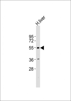 INSM2 Antibody (Center)