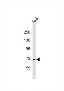 FBXW7 Antibody (N-term)