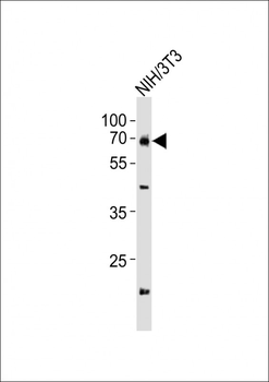 (Mouse) Gnl3 Antibody (C-term)