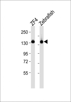 Zebrafish cyfip1 Antibody (Center)