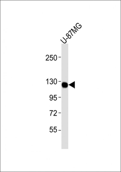 CSF1R Antibody