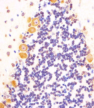Shh Antibody (N-term)