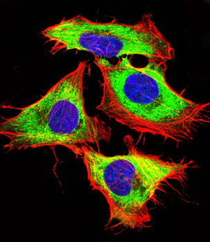Shh Antibody (N-term)