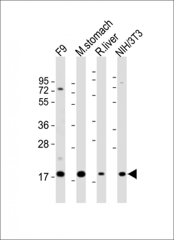 Shh Antibody (N-term)