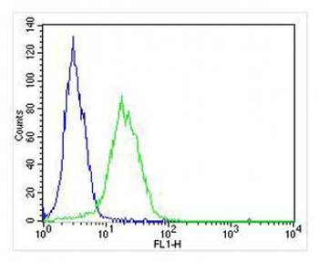 Shh Antibody (N-term)
