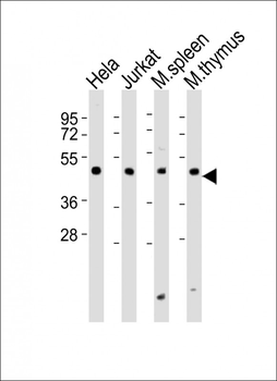 Dpf2 Antibody (Center)