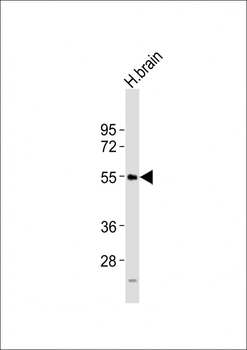NPY5R Antibody (Center)