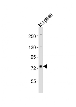 (Mouse) Melk Antibody (C-term)