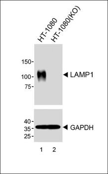 LAMP1 Antibody [Knockout Validated]