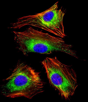 LAMP1 Antibody [Knockout Validated]