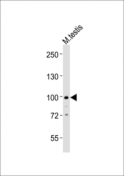 Med15 Antibody (C-term)