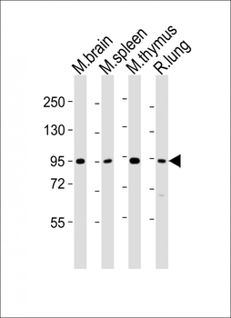 Med15 Antibody (C-term)