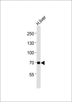 GABRQ Antibody (C-term)