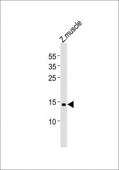 (DANRE) gabarapl2 Antibody (N-term)
