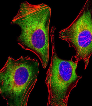 Zap70 Antibody