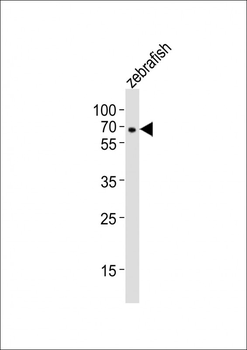 Zebrafish shq1 Antibody (C-term)