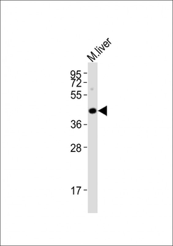 HTR5A Antibody (Center)