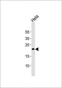 FGF4 Antibody