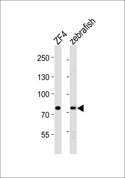 Zebrafish mtmr14 Antibody (C-Term)
