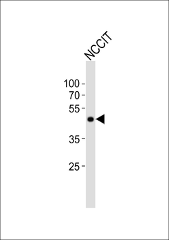 POU5F1 Antibody (Center)