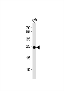 (Mouse) Eras Antibody (N-term)
