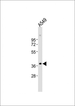 TGFB1 Antibody