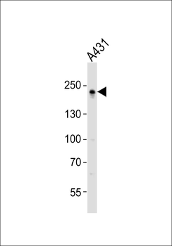 TJP1 Antibody (C-term)